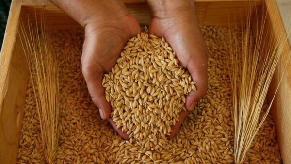 Buğday fiyatı değişmedi, arpa ve mısır fiyatı arttı! Güncel hububat fiyatları