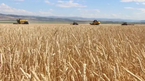 Amasya’da tohumluk buğday hasadı heyecanı: 4 bin 500 ton mahsul hedefleniyor!